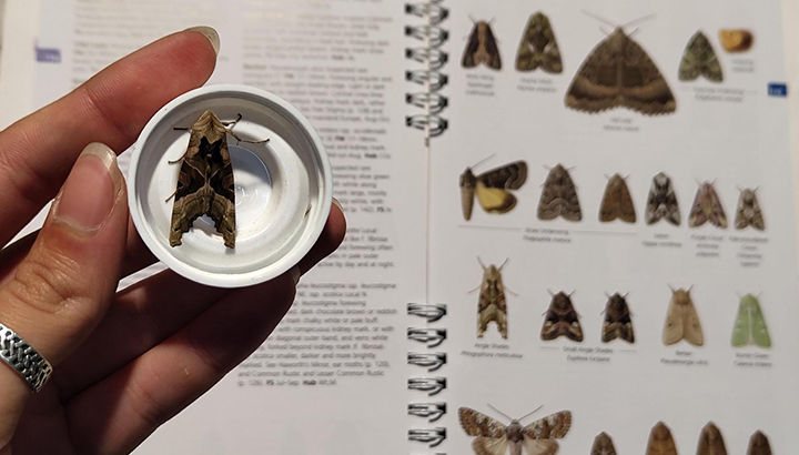 Chouettes, chauves-souris & papillons de nuit